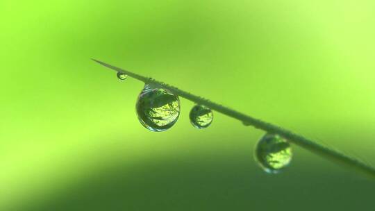 朝露水滴露珠