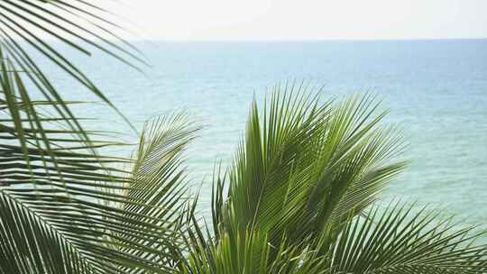 海边沙滩椰子树热带风景