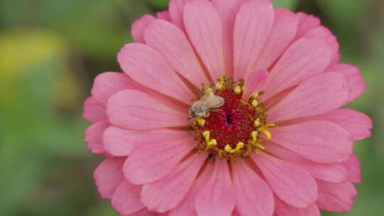 五颜六色花朵蜜蜂采蜜花粉花期升格原创唯美