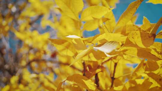 阳光下五颜六色的秋叶。黄叶树，白天的天空。