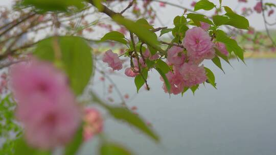 樱花盛开