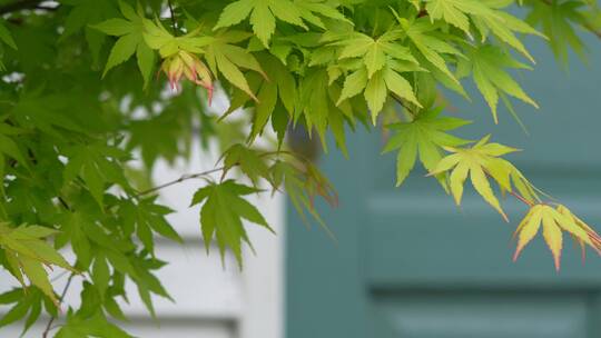 云南花卉花市花束高清4k素材