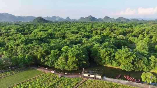 航拍广西桂林会仙湿地白鹭栖息地