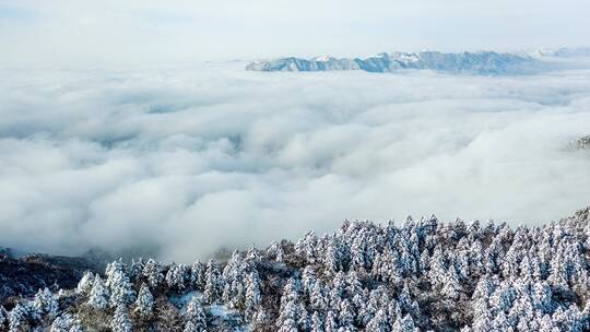 航拍湖北神农架冬季雪景白天云海雪松冰雪