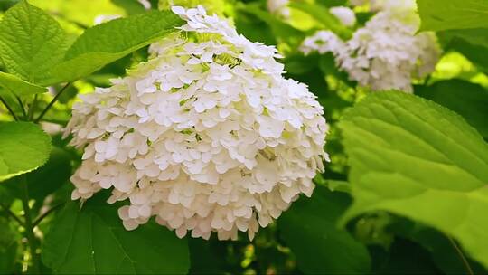 夏天花园里盛开的白色绣球花。