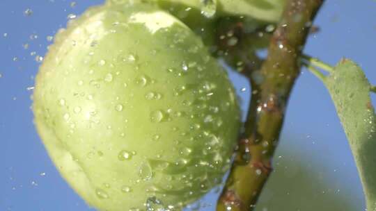 枝头青苹果带水珠特写