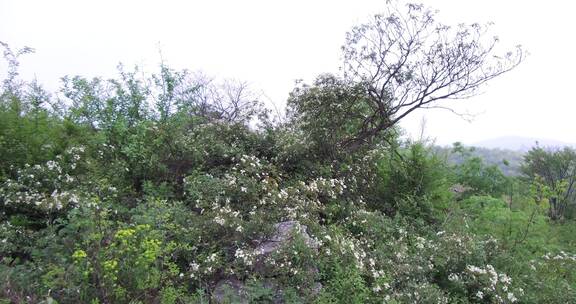 荒山野岭