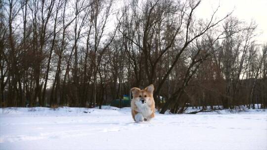 小狗在雪地里慢跑