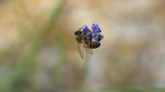 蜜蜂，昆虫，花，授粉