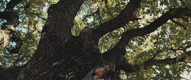 男子坐在树干上抬头望向蓝天