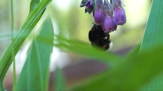 紫罗兰花朵上采蜜的蜜蜂