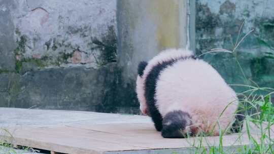 大熊猫幼崽晒太阳