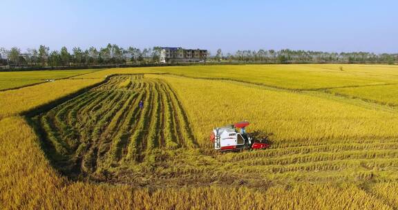 成熟的稻田，丰收的景象