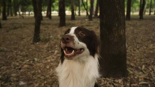 微笑的狗在森林里