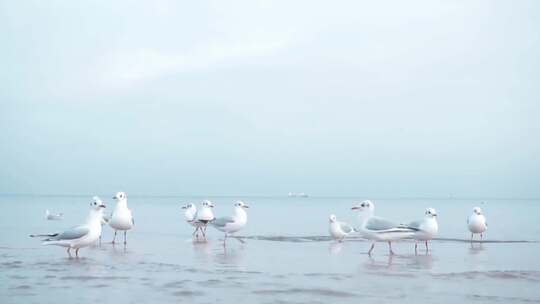 海边的海鸥