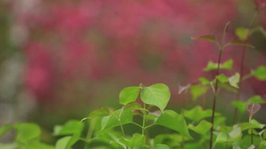 春天的植物和花卉