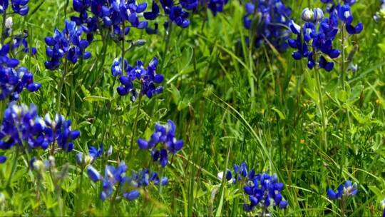蓝色花朵在草地上