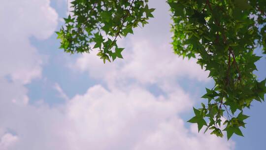 夏天空镜-阳光树叶-蓝天白云视频素材模板下载