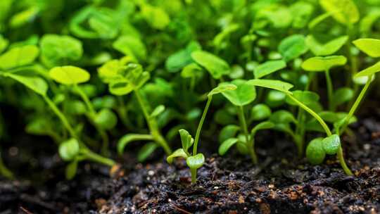 春天植物种子发芽植物生长万物生长