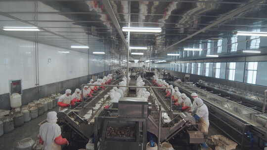 海参加工生产线工人在流水线上处理海鲜