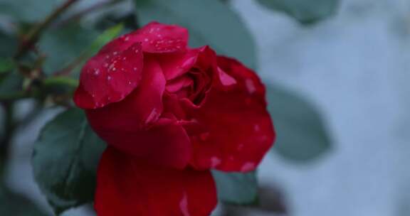 红玫瑰 玫瑰花