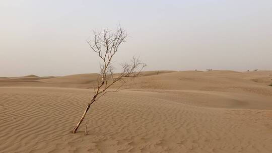 沙漠风中枯树视频素材模板下载