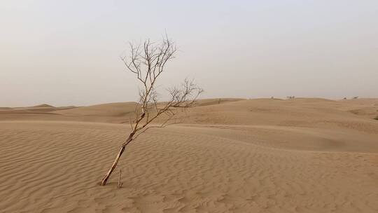 沙漠风中枯树