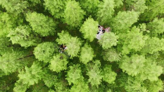 航拍广州大观湿地公园醉人绿色的落羽杉