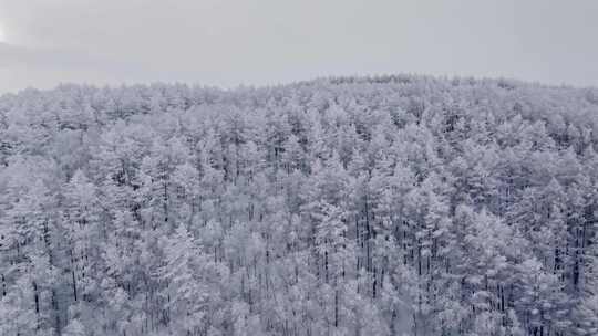 冬季雪山雾凇雪松树挂景观