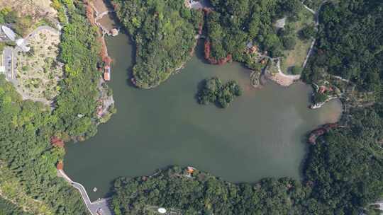 航拍广东省深圳市仙湖植物园落羽杉