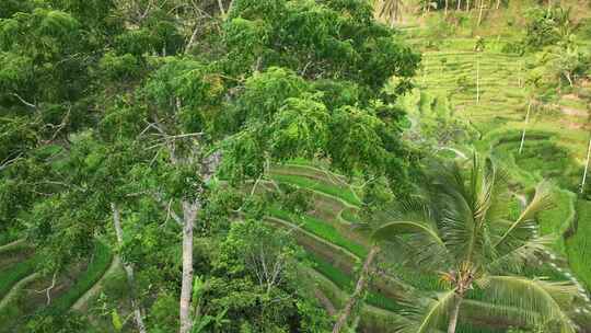原创 印尼巴厘岛德格拉朗梯田航拍自然景观