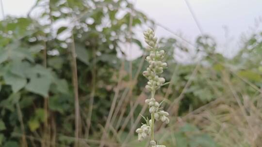 绿植植物视频素材模板下载