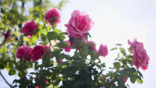 唯美阳光下的月季花玫瑰花