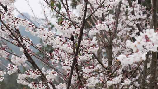 春天阳光下的樱花花朵