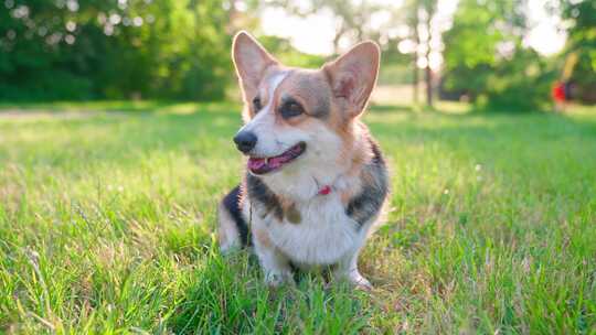 柯基犬，狗，宠物，犬