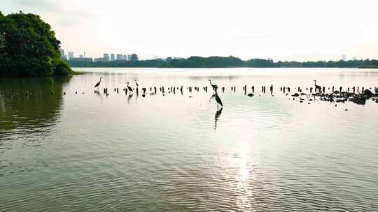 航拍海珠湿地公园晨曦白鹭 灰鹭 水鸟