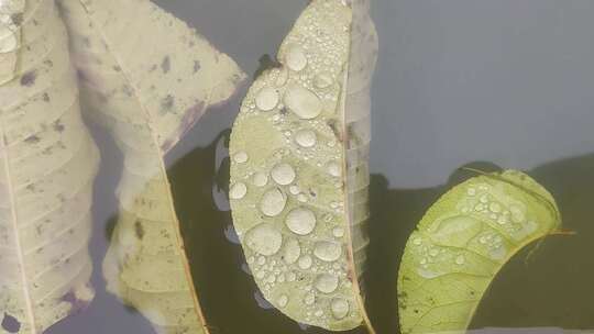 水中绿叶上的水珠露珠滑落微