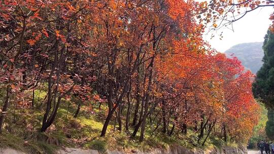 济南红叶谷景区，红叶满山迎来最佳观赏视频素材模板下载