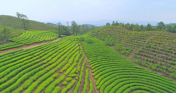 清晨茶山航拍