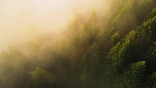 云雾缭绕的森林视频素材模板下载