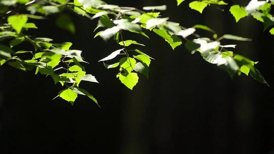 自然微风树叶2