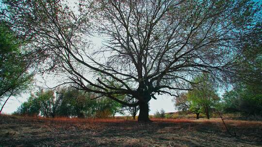 春天一棵大树发芽