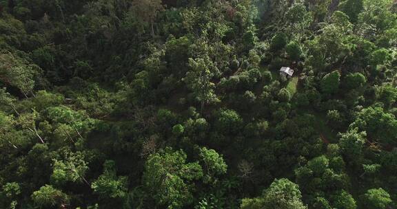 俯拍云南老班章村古树茶园山林