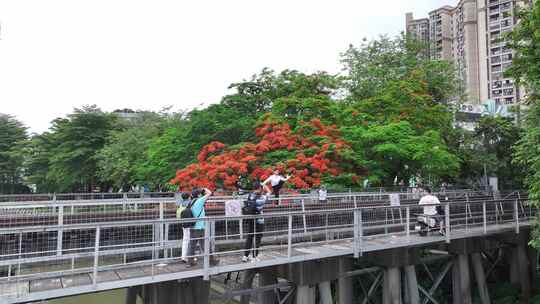 中国广东省广州市荔湾区花地河凤凰花