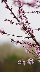 春天盛开的粉色桃花花朵特写升格慢镜竖屏