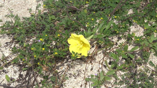 海滩上黄色的小花