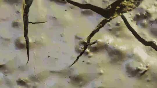 甘肃沙漠干旱土地裂开延时农业生态视频素材模板下载