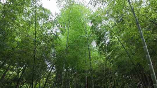 竹林竹子竹叶禅意下雨天唯美空镜