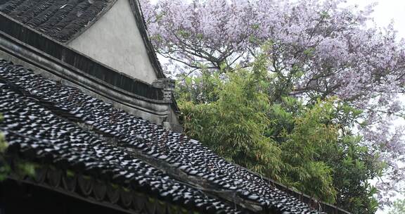 春天江南古建屋面屋檐花朵盛开唯美特写