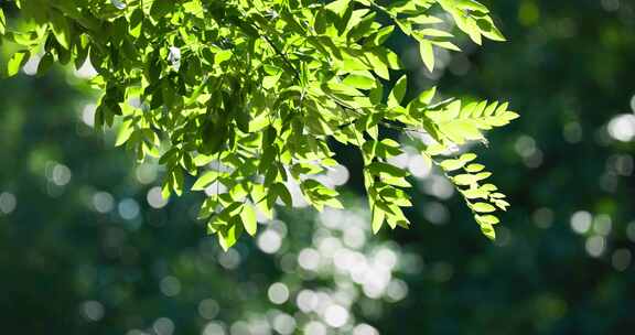 立夏早晨阳光树荫光影阳光树叶逆光